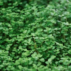 Menthe de Corse - Un tapis parfumé qui embaume