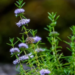 Menthe des cerfs - Le bord d'eau qui sent bon
