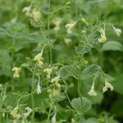 Menthe des chats - Fleurs jaunes tout l'été