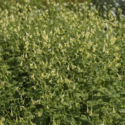 Menthe des chats - Fleurs jaunes tout l'été