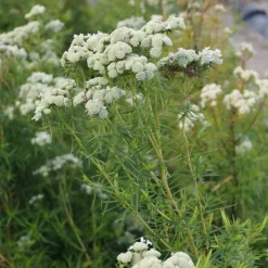 Menthe des montagnes - La menthe qui régale les abeilles