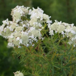 Menthe des montagnes - La menthe qui régale les abeilles
