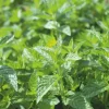 Menthe poivrée - Fraîcheur mentholée au jardin