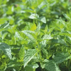 Menthe poivrée - Fraîcheur mentholée au jardin