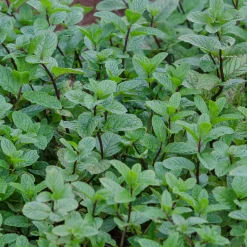Menthe poivrée - Fraîcheur mentholée au jardin