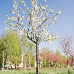 Merisier des oiseaux - Fleurs blanches et cerises rouges