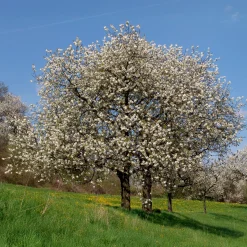 Merisier des oiseaux - Fleurs blanches et cerises rouges