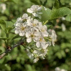 Merisier des oiseaux - Fleurs blanches et cerises rouges