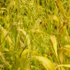 Milium effusum Aureum - La graminée qui éclaire l'ombre