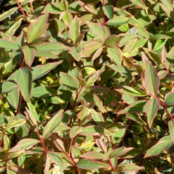 Millepertuis de Moser Tricolor - Feuillage rose, jaune et vert