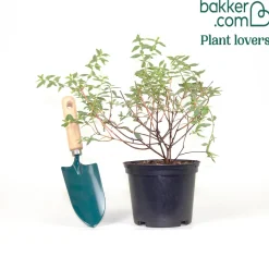 Millepertuis de Moser Tricolor - Feuillage rose, jaune et vert