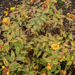 Millepertuis de Moser Tricolor - Feuillage rose, jaune et vert
