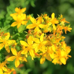 Millepertuis perforé - Fleurit tout l'été sans effort