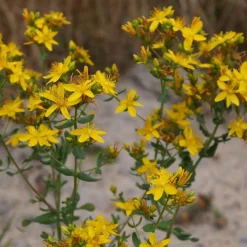 Millepertuis perforé - Fleurit tout l'été sans effort