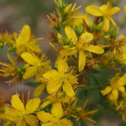 Millepertuis perforé - Fleurit tout l'été sans effort