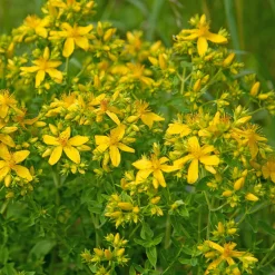 Millepertuis perforé - Fleurit tout l'été sans effort