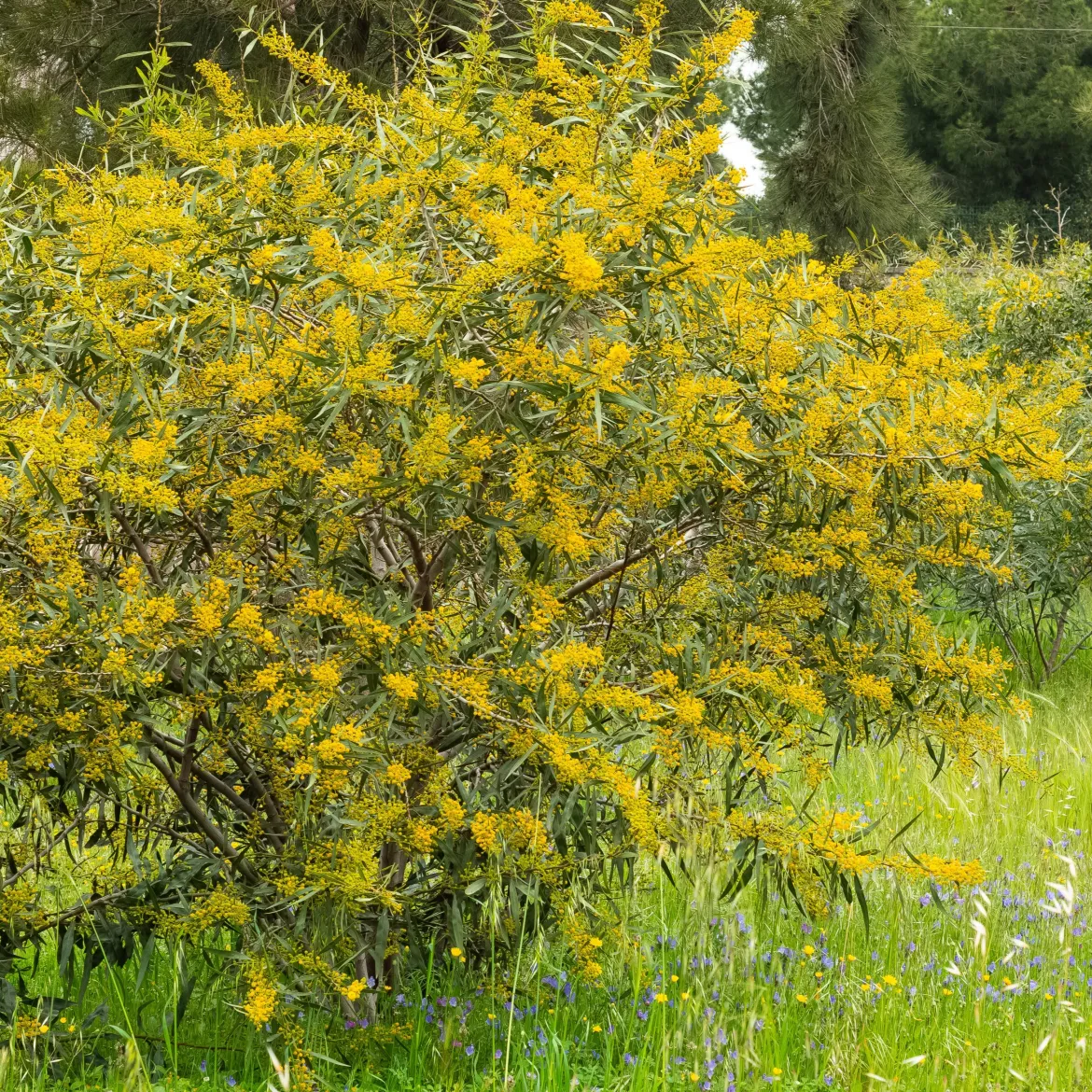 Mimosa des 4 saisons - Du jaune soleil toute l'année