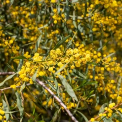 Mimosa des 4 saisons - Du jaune soleil toute l'année