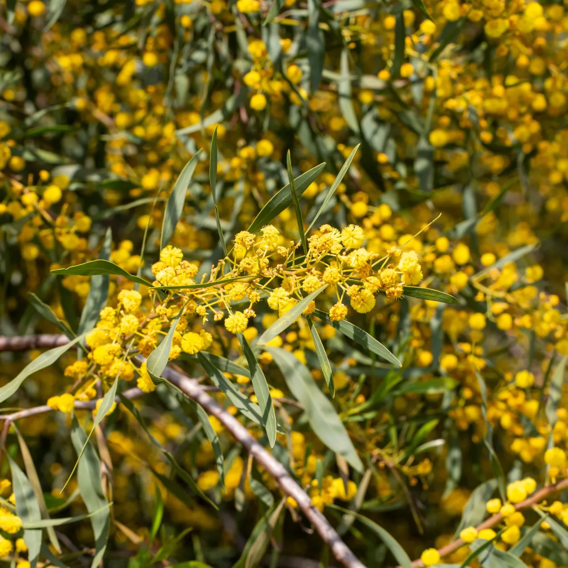 Mimosa des 4 saisons - Du jaune soleil toute l'année