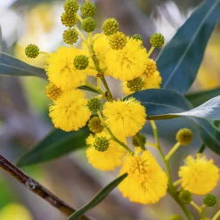 Mimosa des 4 saisons - Du jaune soleil toute l'année