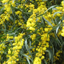 Mimosa des 4 saisons - Du jaune soleil toute l'année
