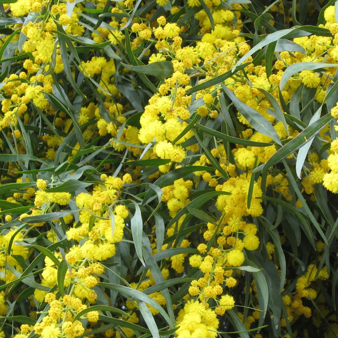 Mimosa des 4 saisons - Du jaune soleil toute l'année