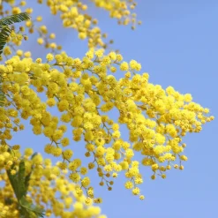 Mimosa d'hiver - Le soleil en plein hiver