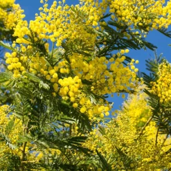 Mimosa d'hiver - Le soleil en plein hiver