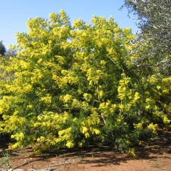 Mimosa d'hiver - Le soleil en plein hiver