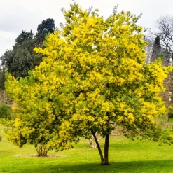 Mimosa d'hiver - Le soleil en plein hiver