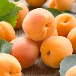 Mini-abricotier - Vos abricots sur le balcon