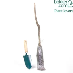 Mini-cerisier Spur Burlat - Des cerises même sur balcon