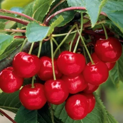Mini-cerisier Spur Burlat - Des cerises même sur balcon