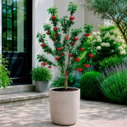 Mini-cerisier Spur Burlat - Des cerises même sur balcon