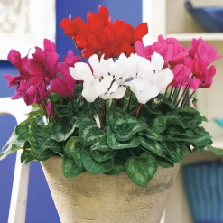 3 Mini-cyclamens Super série - Des fleurs même en hiver