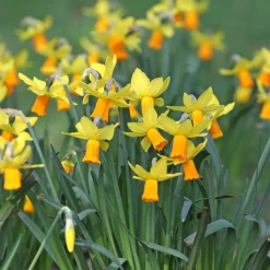 5 Mini-narcisses Jet Fire - Le printemps arrive plus tôt