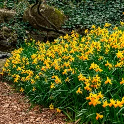 5 Mini-narcisses Jet Fire - Le printemps arrive plus tôt