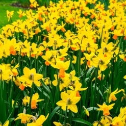 5 Mini-narcisses Jet Fire - Le printemps arrive plus tôt