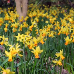 5 Mini-narcisses Jet Fire - Le printemps arrive plus tôt