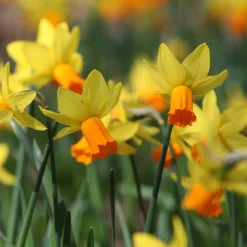 5 Mini-narcisses Jet Fire - Le printemps arrive plus tôt