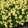 10 Mini-narcisses Minnow - Le printemps en version mini