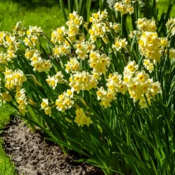 10 Mini-narcisses Minnow - Le printemps en version mini