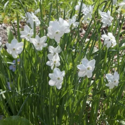 5 Mini-narcisses Princess Zaide - Le printemps en pot facile