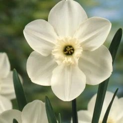 5 Mini-narcisses Princess Zaide - Le printemps en pot facile