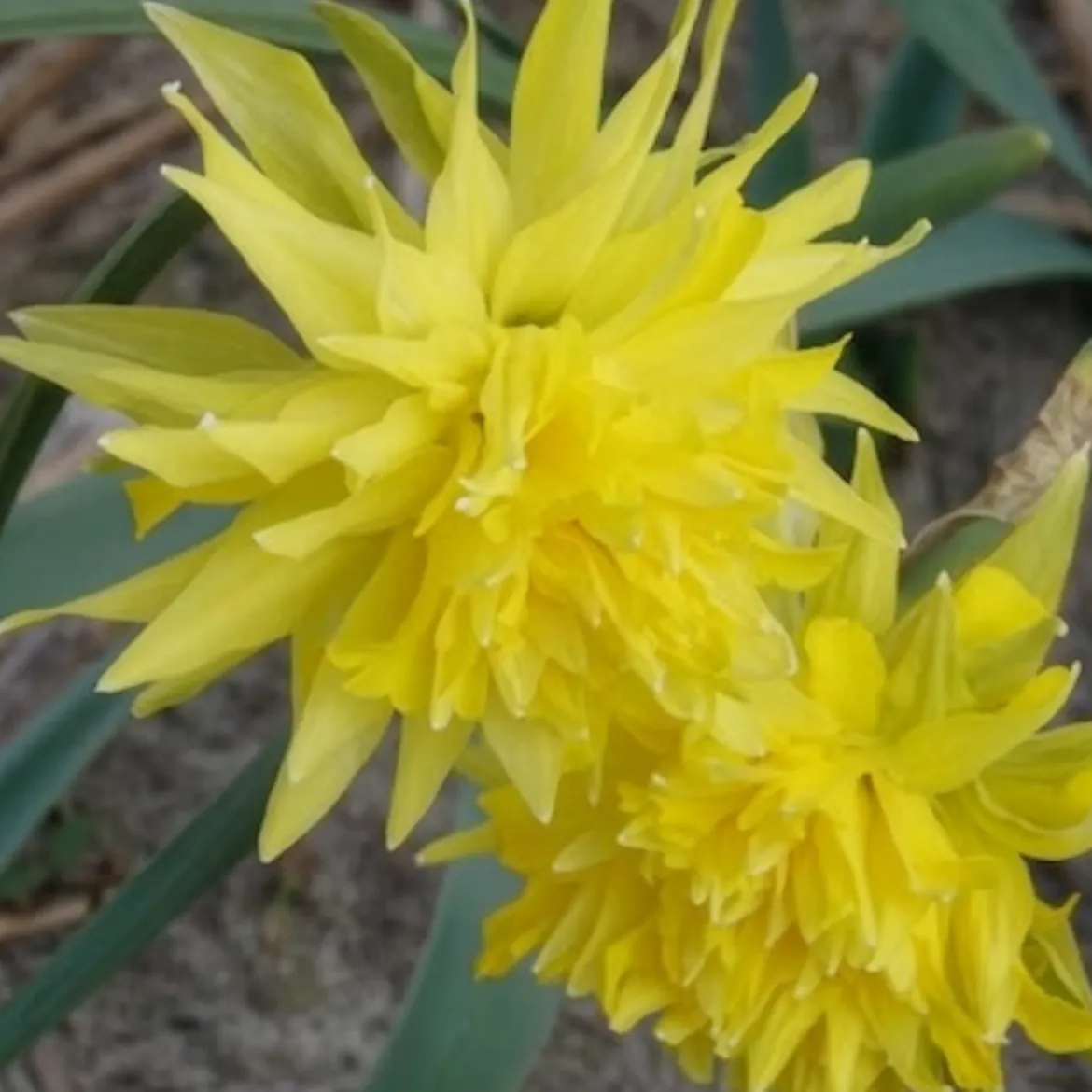 5 Mini-narcisses Rip van Winkle - Le printemps en version mini