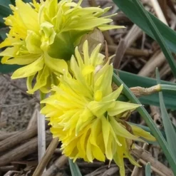 5 Mini-narcisses Rip van Winkle - Le printemps en version mini