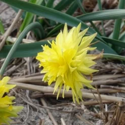5 Mini-narcisses Rip van Winkle - Le printemps en version mini