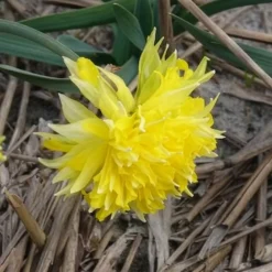5 Mini-narcisses Rip van Winkle - Le printemps en version mini