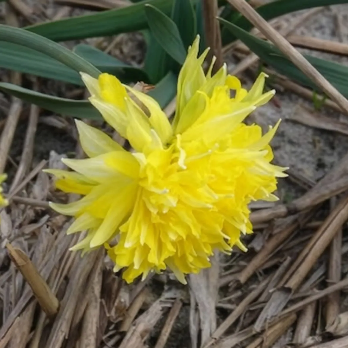 5 Mini-narcisses Rip van Winkle - Le printemps en version mini