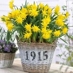 5 Mini-narcisses Rip van Winkle - Le printemps en version mini